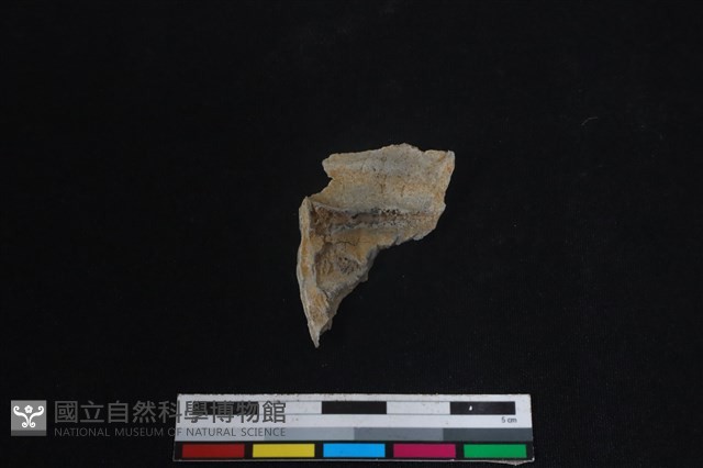 偶蹄目骨藏品圖，第2張