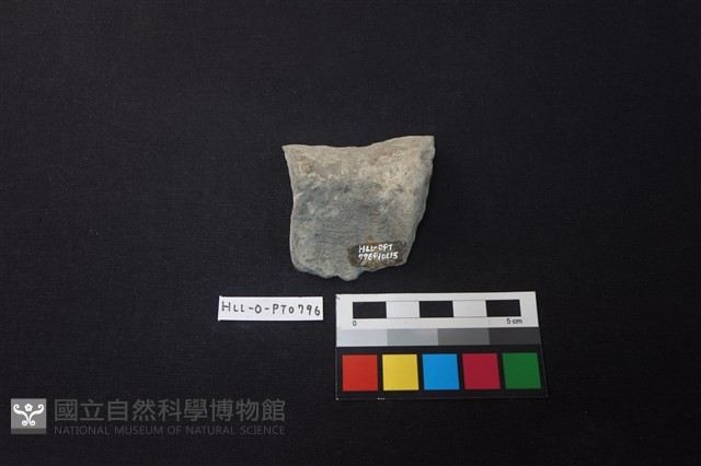 陶片藏品圖，第2張