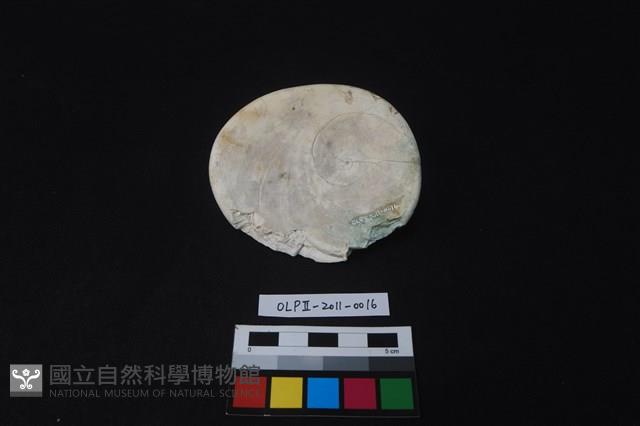 貝刮器藏品圖，第2張