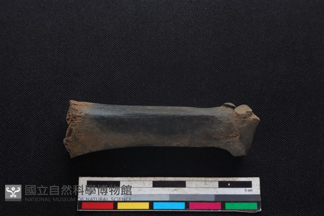 豬骨藏品圖，第2張