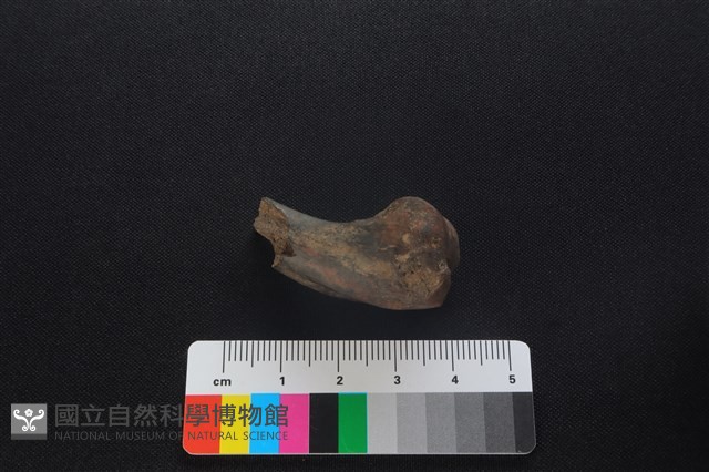 獐骨藏品圖，第2張