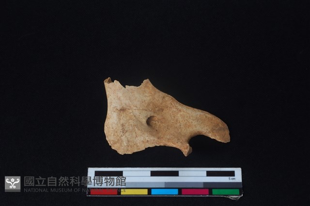 山羌骨藏品圖，第2張
