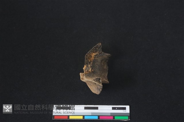 梅花鹿骨藏品圖，第2張