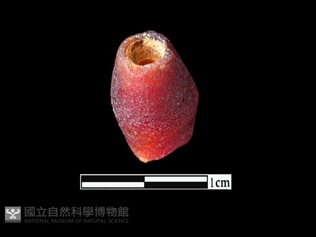玻璃珠藏品圖，第2張