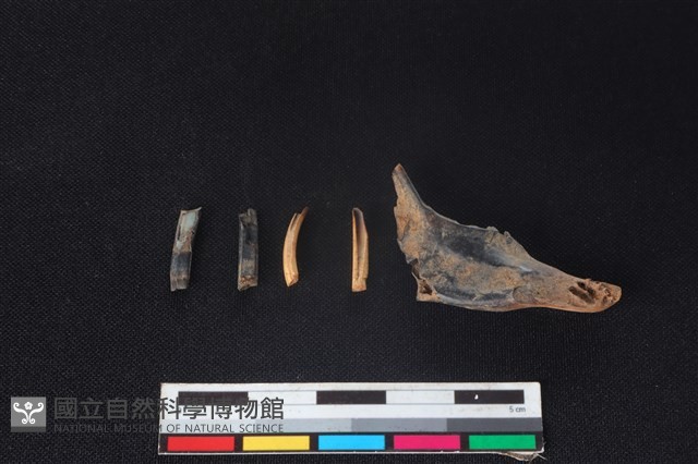 野兔骨藏品圖，第2張