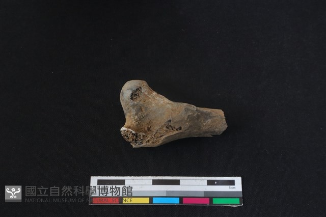 鹿科骨藏品圖，第2張