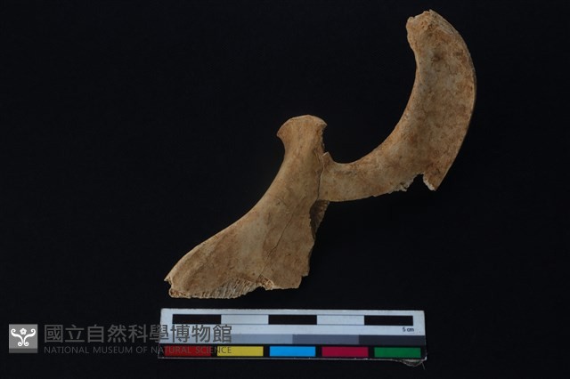 鹿骨藏品圖，第2張