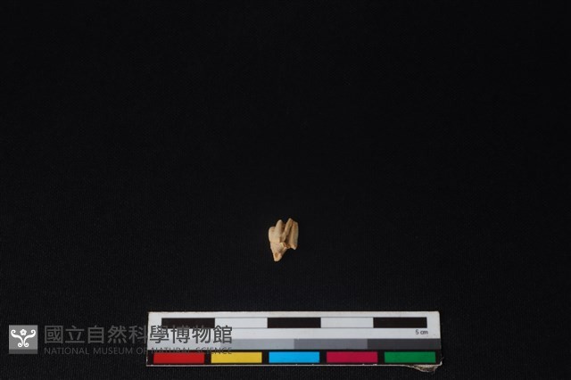 獐骨藏品圖，第2張