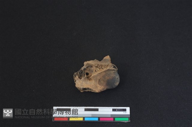 梅花鹿骨藏品圖，第2張