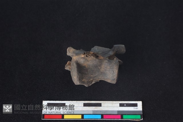 獐骨藏品圖，第2張