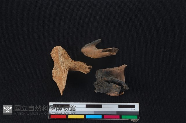 鹿科骨藏品圖，第2張