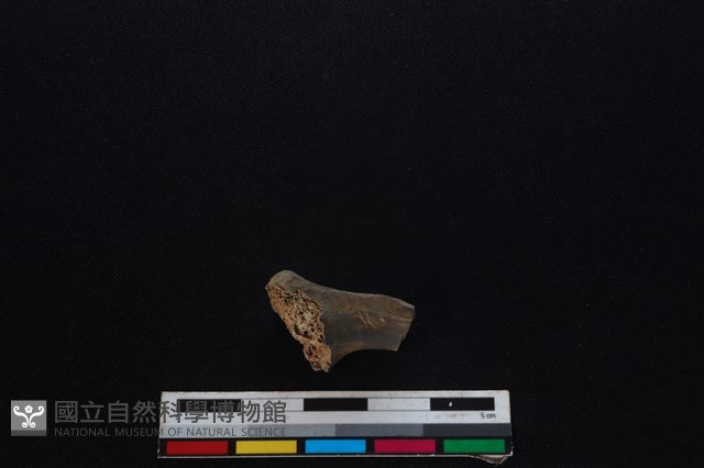 梅花鹿骨藏品圖，第2張