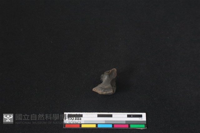 梅花鹿骨藏品圖，第2張