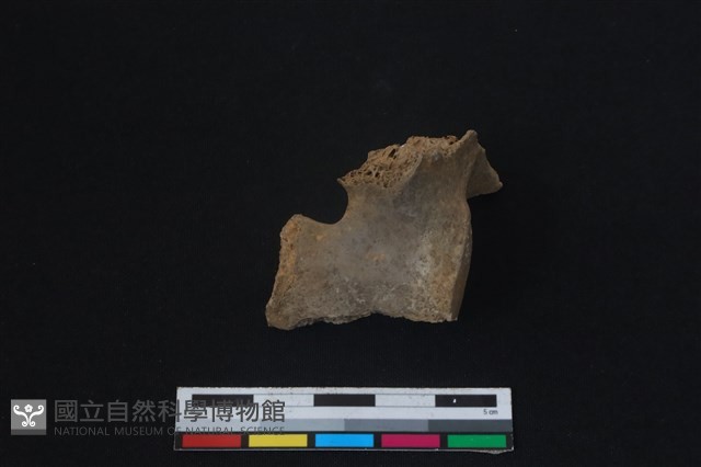 梅花鹿骨藏品圖，第2張