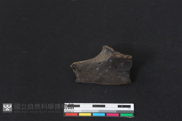 梅花鹿骨藏品圖，第2張