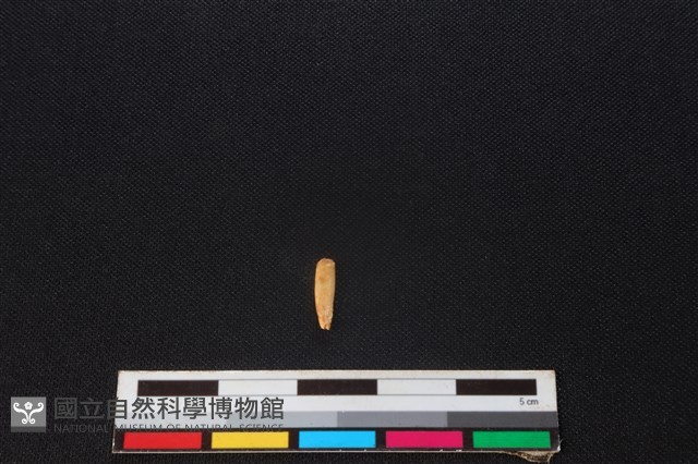 食肉目骨藏品圖，第2張