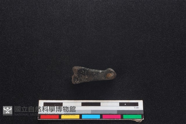 獐骨藏品圖，第2張