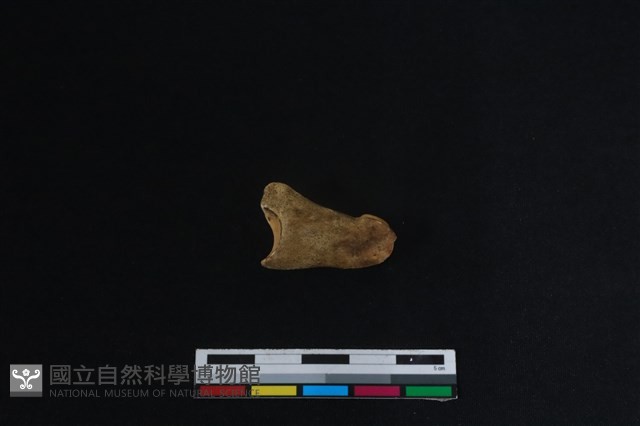 梅花鹿骨藏品圖，第2張