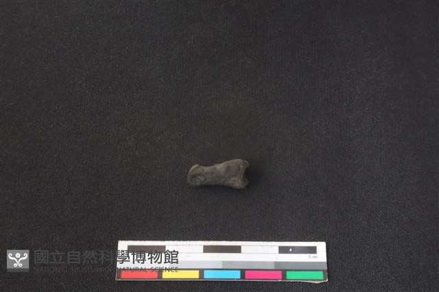 鹿科骨藏品圖，第2張