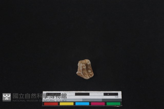 梅花鹿骨藏品圖，第2張