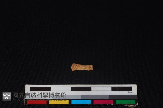 龜鱉目骨藏品圖，第2張