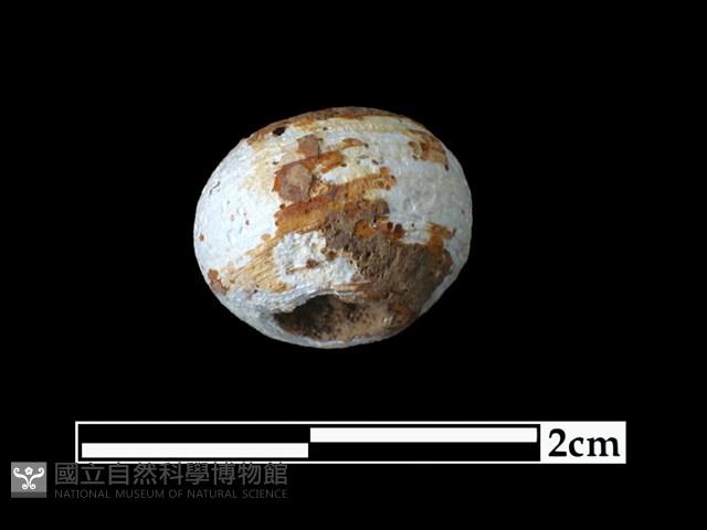 玻璃珠藏品圖，第2張