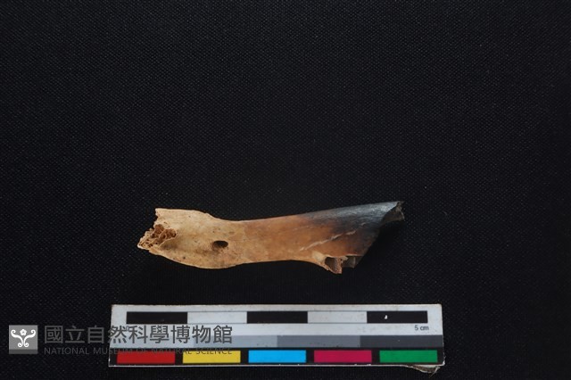 山羌骨藏品圖，第2張