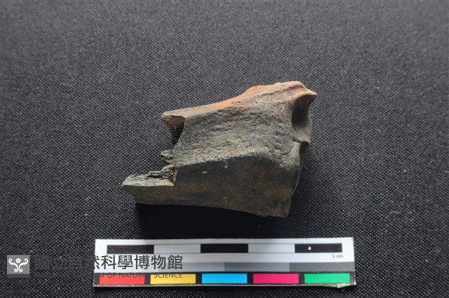 梅花鹿骨藏品圖，第2張
