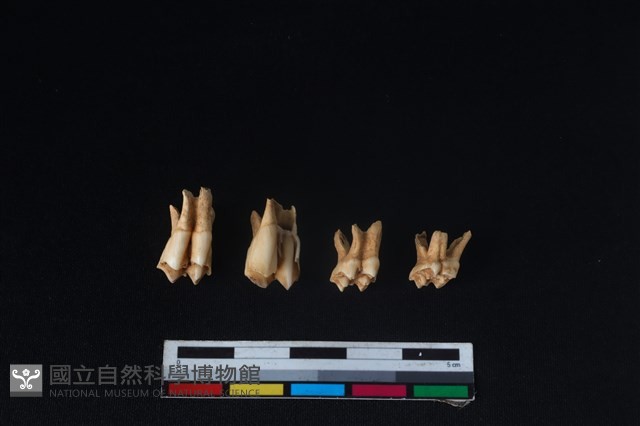 山羌骨藏品圖，第2張