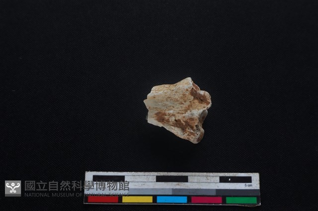 豬骨藏品圖，第2張