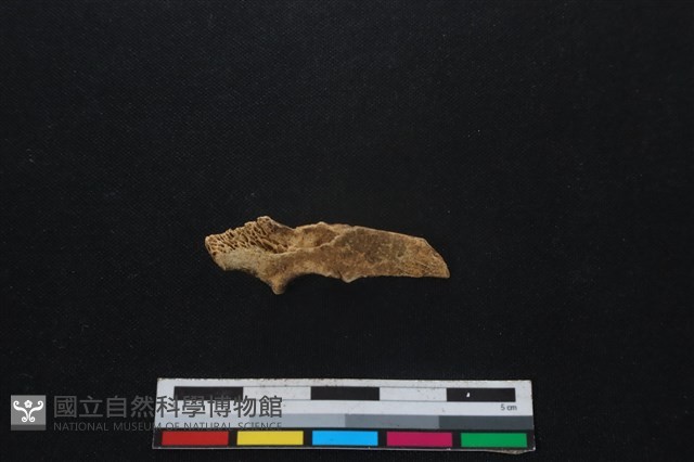山羌骨藏品圖，第2張