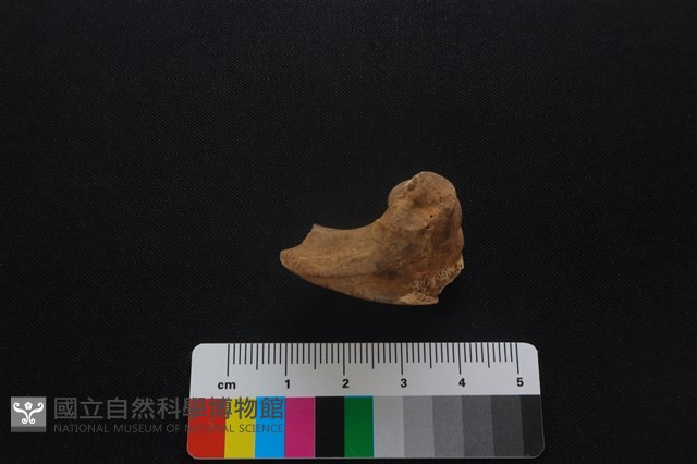 獐骨藏品圖，第2張