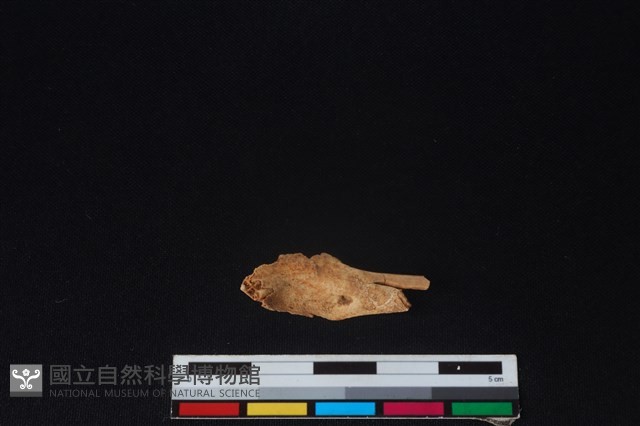 山羌骨藏品圖，第2張