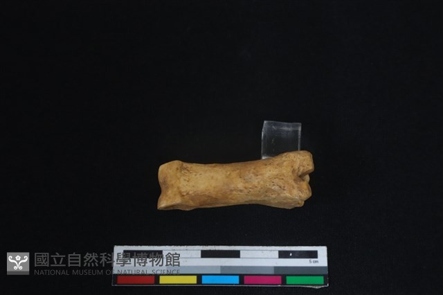 梅花鹿骨藏品圖，第2張