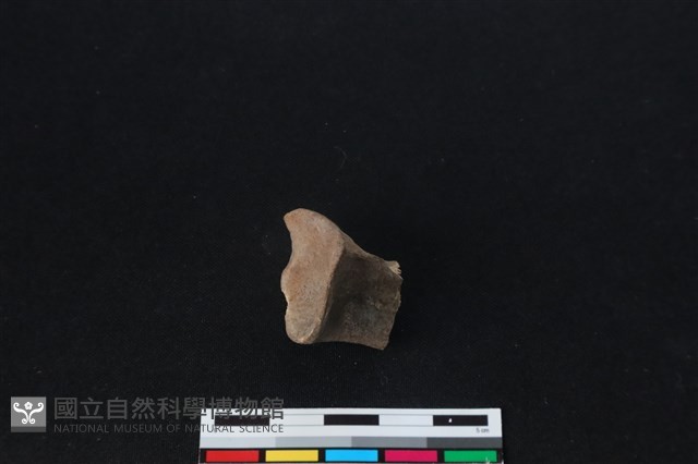 梅花鹿骨藏品圖，第2張