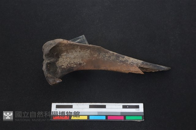 山羌骨藏品圖，第2張