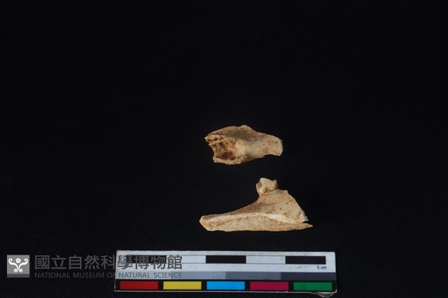 山羌骨藏品圖，第2張