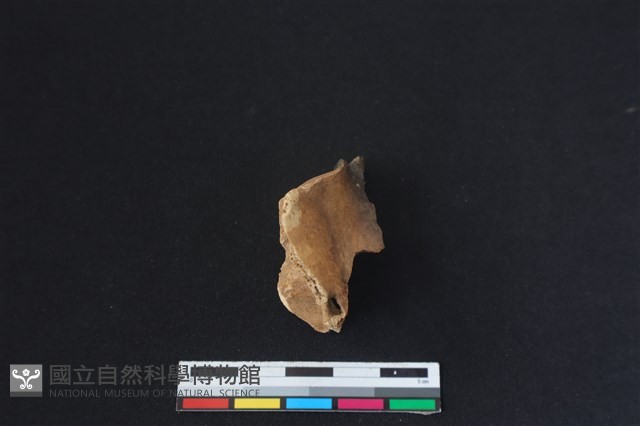 梅花鹿骨藏品圖，第2張