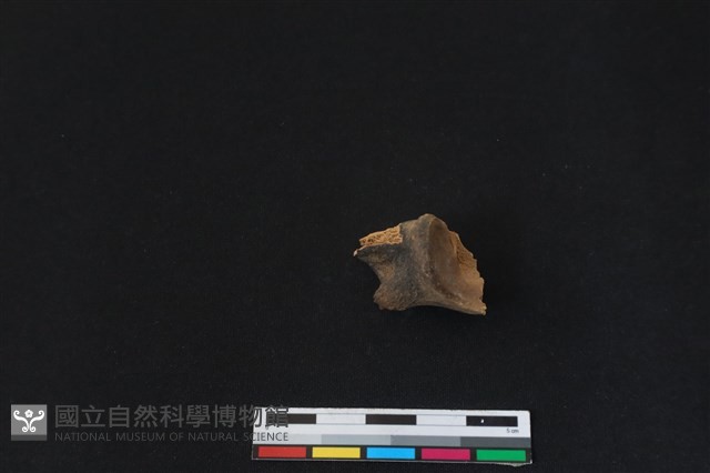 梅花鹿骨藏品圖，第2張