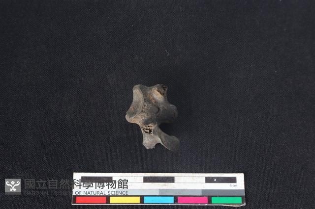 獐骨藏品圖，第2張