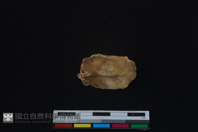 梅花鹿骨藏品圖，第2張