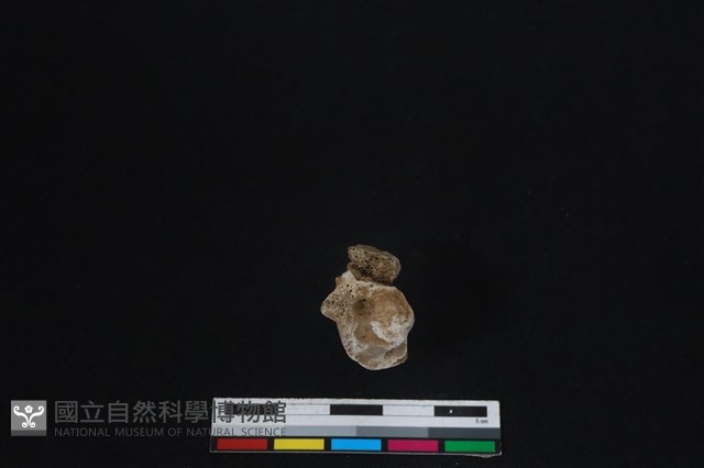 梅花鹿骨藏品圖，第2張