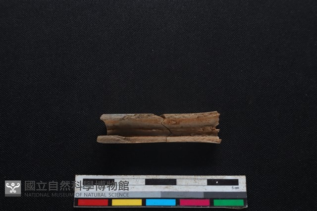 鹿科骨藏品圖，第2張