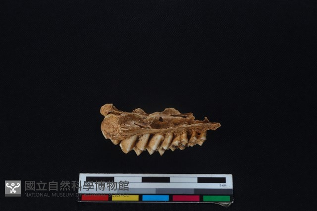 山羌骨藏品圖，第2張