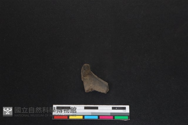 梅花鹿骨藏品圖，第2張