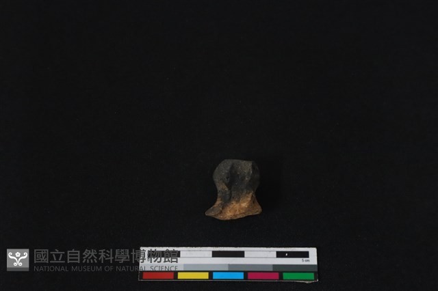 梅花鹿骨藏品圖，第2張