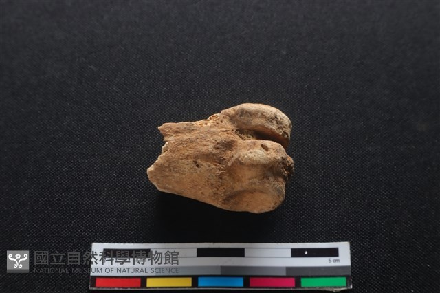 梅花鹿骨藏品圖，第2張