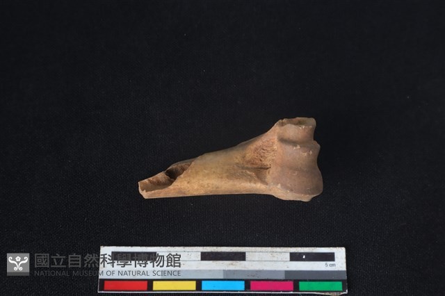 山羌骨藏品圖，第2張