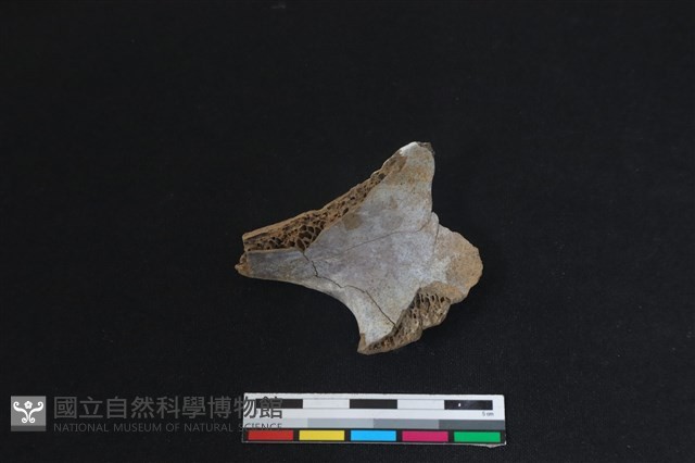 梅花鹿骨藏品圖，第2張