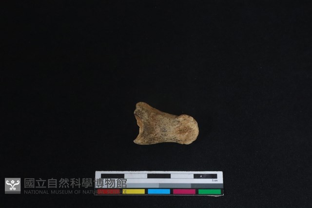 梅花鹿骨藏品圖，第2張
